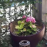 Apartamento Kate-mari House Skala (Kefalonia)